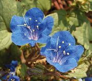 foto Kalifornijski Bluebell, Čipka Phacelia, Plave Kovrče, Gusjenica, Fiddleneck, Pauk Cvijet, Divlji Suncokret 