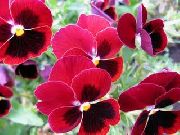 punainen Viola, Orvokki Puutarhan Kukat kuva