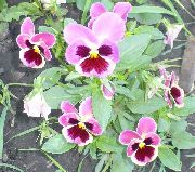 粉红色 中提琴，三色堇 园林花卉 照片