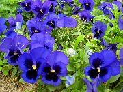 fotografie modrý Květina Viola, Maceška