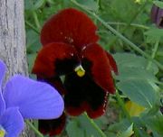 burgundy Viola, Pansy Garden Flowers photo