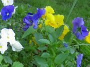 light blue Viola, Pansy Garden Flowers photo
