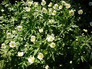 photo blanc Fleur Canada Anémone, Anémone Prairie