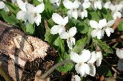 white Horned Pansy, Horned Violet Garden Flowers photo