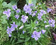jasnoniebieski Viola Cornuta Kwiaty ogrodowe zdjęcie