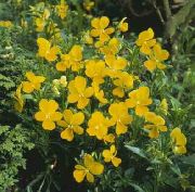 gelb Gehörnten Stiefmütterchen, Hornveilchen Garten Blumen foto