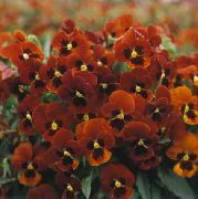 红 角三色堇，角紫 园林花卉 照片