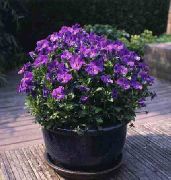 violetti Sarvipäinen Orvokki, Sarvipäinen Violetti Puutarhan Kukat kuva