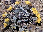      ,   - Physaria acutifolia 