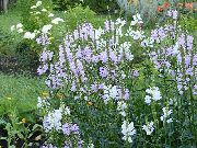 lilac Obedient plant, False Dragonhead Garden Flowers photo