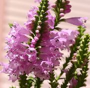 ვარდისფერი მორჩილი ქარხანა, ცრუ Dragonhead ბაღის ყვავილები ფოტო