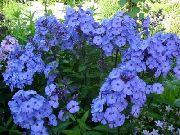 açık mavi Bahçe Floksa Bahçe çiçekleri fotoğraf