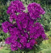 violetinė Sodo Phlox Sodo Gėlės nuotrauka