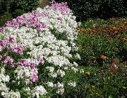 bílá Roční Phlox, Drummond Phlox Zahradní květiny fotografie