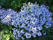 açık mavi Floksa Sürünen, Yosun Phlox Bahçe çiçekleri fotoğraf