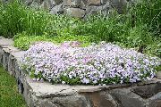 bílá Plíživý Phlox, Mech Plaměnka Zahradní květiny fotografie