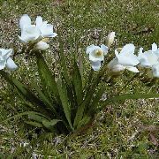 bílá Frézie Zahradní květiny fotografie