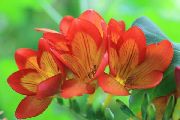 orange Fresia Hage Blomster bilde