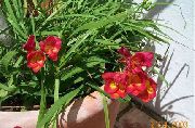 raudonas Frezija Sodo Gėlės nuotrauka