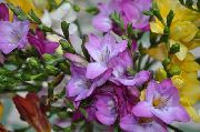 lilac Freesia Garden Flowers photo