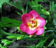 粉红色 鸢尾科 园林花卉 照片