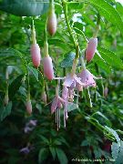 rožinis Sausmedis Fuksija Sodo Gėlės nuotrauka