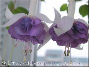 lilac Honeysuckle Fuchsia Garden Flowers photo
