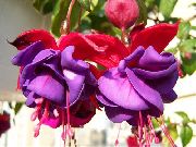 violetti Kuusama Fuksia Puutarhan Kukat kuva