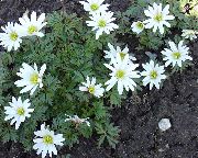 beyaz Anemon Bahçe çiçekleri fotoğraf