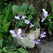 šeřík Haberlea Zahradní květiny fotografie