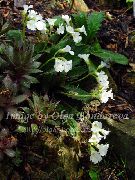 bílá Haberlea Zahradní květiny fotografie