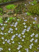 světle modrá Alpské Bluets, Horské Bluets, Quaker Dámy Zahradní květiny fotografie