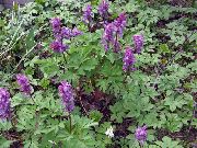 purpurs Corydalis Dārza Ziedi foto