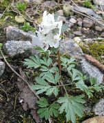 valkoinen Corydalis Puutarhan Kukat kuva