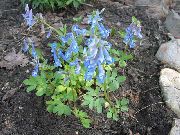 luz azul Corydalis Flores do Jardim foto
