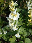 жълт Corydalis Градински цветя снимка