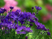 синій Хризантема Корейська Садові Квіти фото
