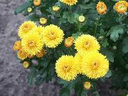 жовтий Хризантема Корейська Садові Квіти фото