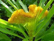 jaune Crête De Coq, Plante Panache, L'amarante À Plumes Fleurs Jardin photo