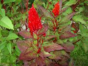 crvena Pijetlova, Perjanica Biljka, Pernatu Amarant Vrt Cvijeće foto