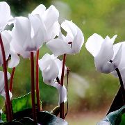 білий Цикламен Європейський Садові Квіти фото