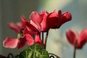 червоний Цикламен Європейський Садові Квіти фото