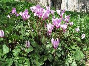 紫丁香 母猪面包，耐寒仙客来 园林花卉 照片