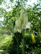 biela Bugbane, Víla Sviečky Záhradné Kvety fotografie