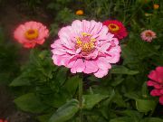 roz Zinnia Gradina Flori fotografie