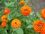 foto laranja Flor Zínia