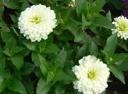 білий Ціннія Садові Квіти фото