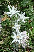 valkoinen Edelweiss Puutarhan Kukat kuva
