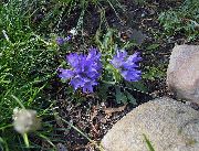 ღია ლურჯი ვერცხლისფერი ჯუჯა Harebell ბაღის ყვავილები ფოტო
