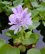 fotografie Vodní Hyacint Květina